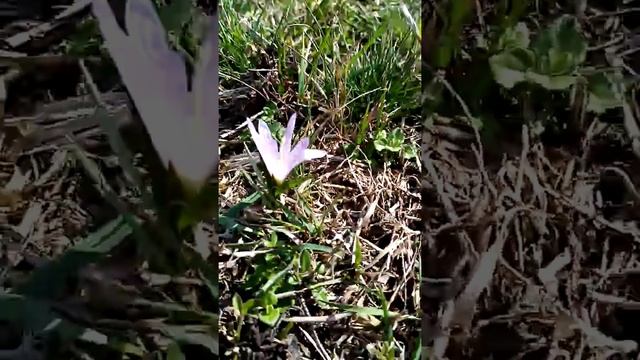 Полевые крокусы😊👍🌸🌸🌸Наши местные подснежники😊☝г.Старобельск(10марта 2020) смотреть онлайн