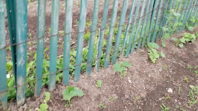 Yeast Fertilizer, an Organic Plant Grower! смотреть онлайн