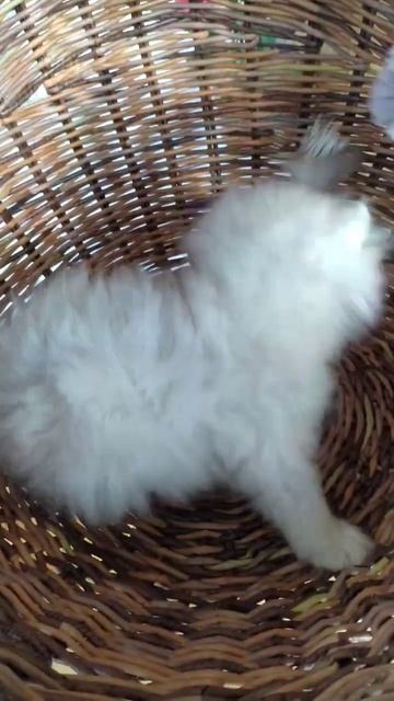 Персидская шиншилла 💕 смотреть онлайн