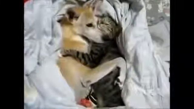 Кошка лучший друг собаки Смешное видео про животных смотреть онлайн