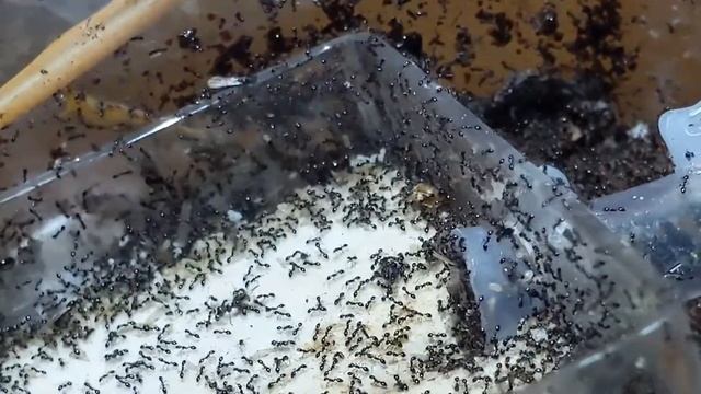 Monomorium Minimum Update #6: Inbred Queens! New Setup!