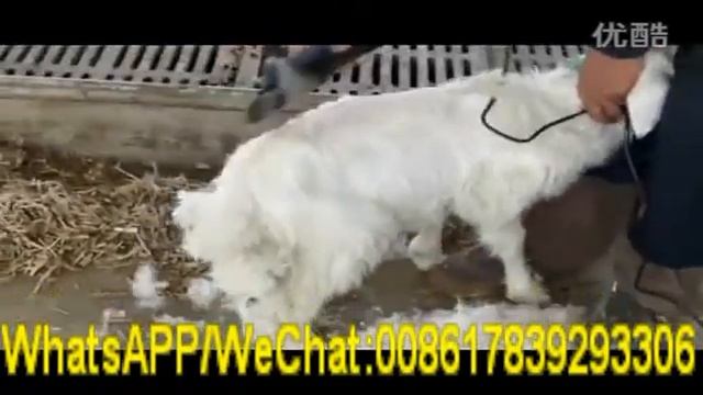sheep shearing machine смотреть онлайн