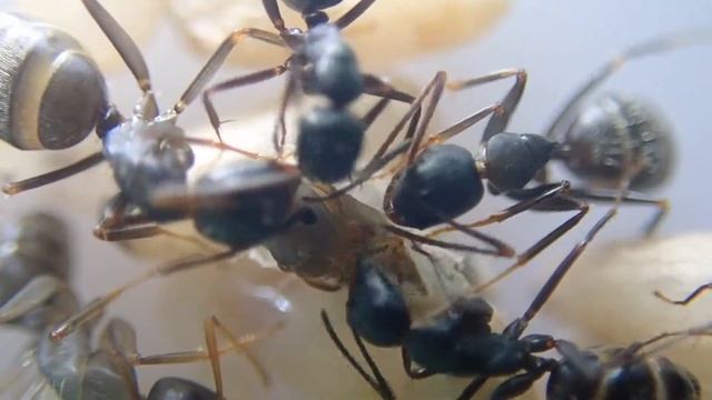 Camponotus pennsylvanicus Worker Eclosing смотреть онлайн