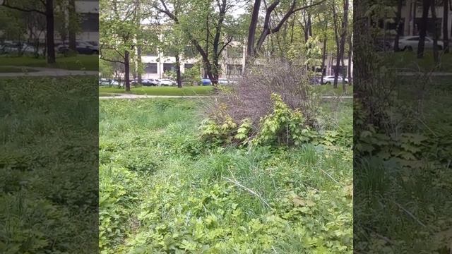 Соловей. Москва. Петровский парк.14.05.2024 смотреть онлайн