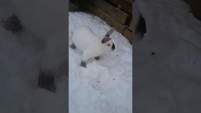 Лпх кролеки гуляют смотреть онлайн