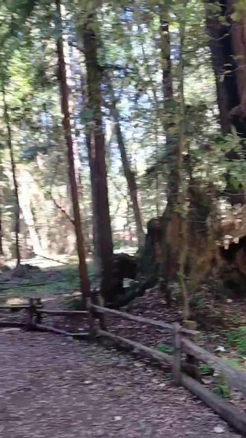 Парк-заповедник Redwood в Калифорния🇺🇲 смотреть онлайн