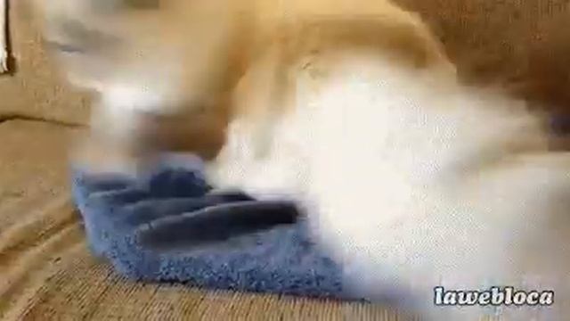 кошак спутал смотреть онлайн