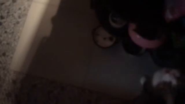 Кот Камыш - друг кошки Алисы смотреть онлайн