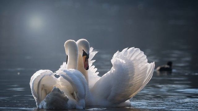 Most Famous Classical- Saint-Saëns -The Swan -- Sleep, Meditate, Study, Relax, Stress Relief смотреть онлайн