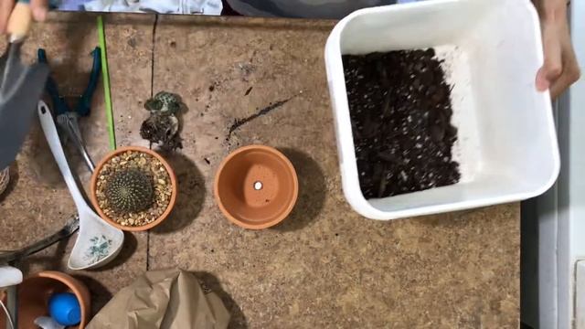 Repotting Rare Sulcorebutia Rauschii Cactus