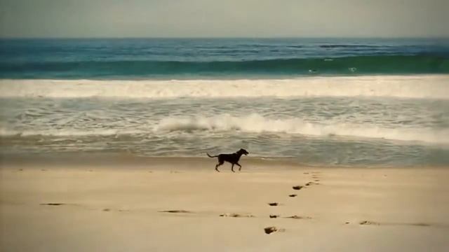 KAFFEIN - Tot el Que Ella Vol (DJ Nejtrino & DJ Desconegut Remix) смотреть онлайн