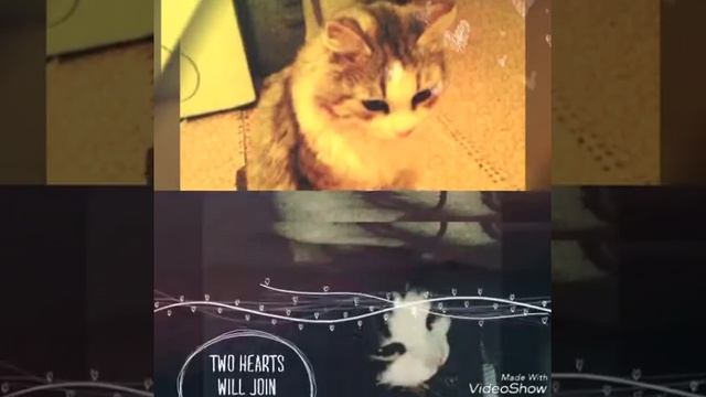 My cat под песню "Bad boy" Кристина Си смотреть онлайн