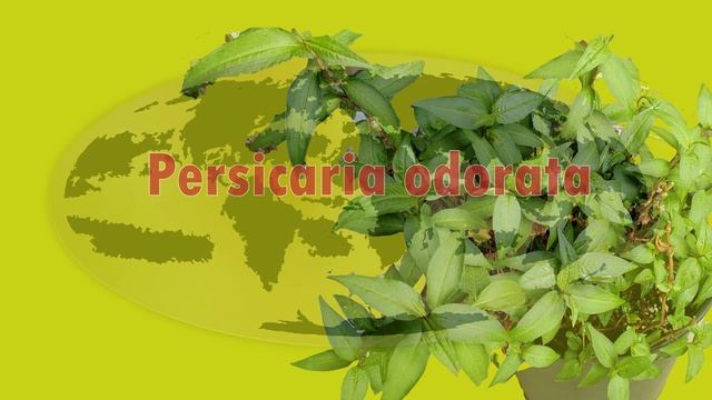 RAU RAM | Vietnamese Coriander Plant Information and Growing Requirements | Phak Pai | Dau kesum смотреть онлайн