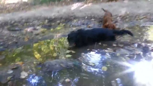 водопой смотреть онлайн