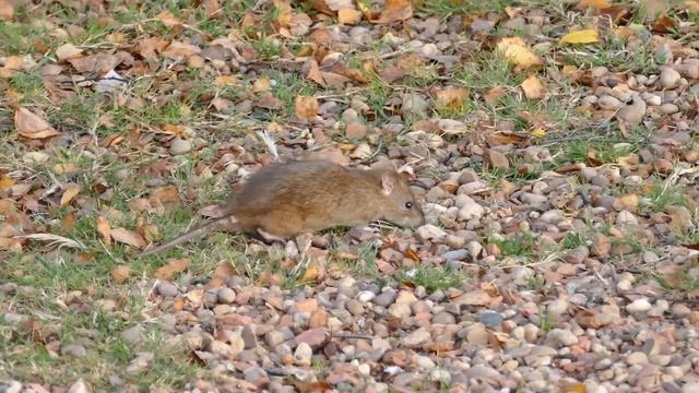 Os métodos de tortura mais cruéis da história смотреть онлайн