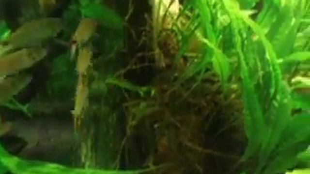 Acestrorhynchus falcatus courtship and spawn Balz + Eiablage смотреть онлайн