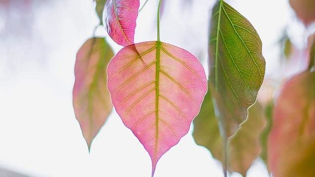 How to do Nothing (Sinhala medium) 15th Aug 2021 смотреть онлайн