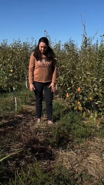 Наш опыт мульчирования соломой (часть 2) смотреть онлайн