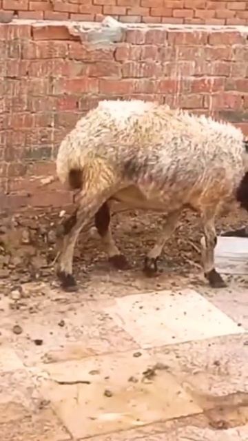 الدعاء المستحب عند ذبح الاضحيه