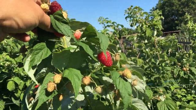 Кормите малину и будет вам счастье смотреть онлайн