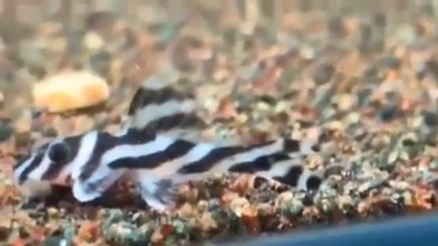 L46 Zebra Altimira (Hypancistrus zebra) in freshwater Tank смотреть онлайн
