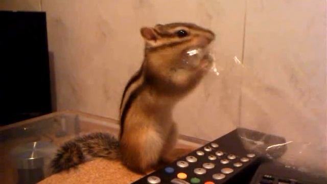 Catched! A chipmunk steals a flowers wrap. Бурундук ворует обертку от цветов. смотреть онлайн