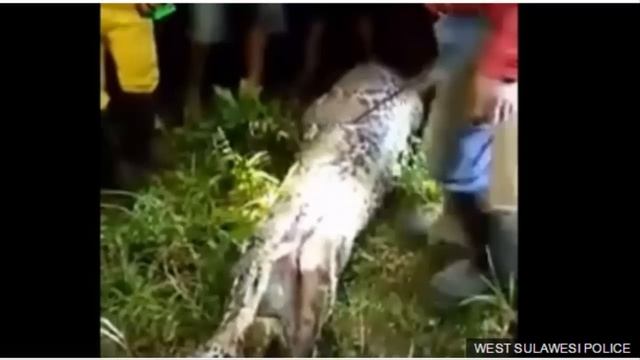 Police Indonesian Man's Body Found Inside Python