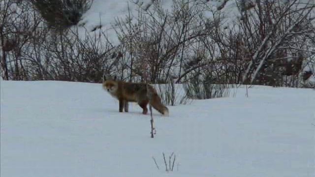 Windy Whistle-Alice Lewis BSO Una Amistad Inolvidable смотреть онлайн