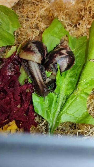 улитятам 2 месяца.