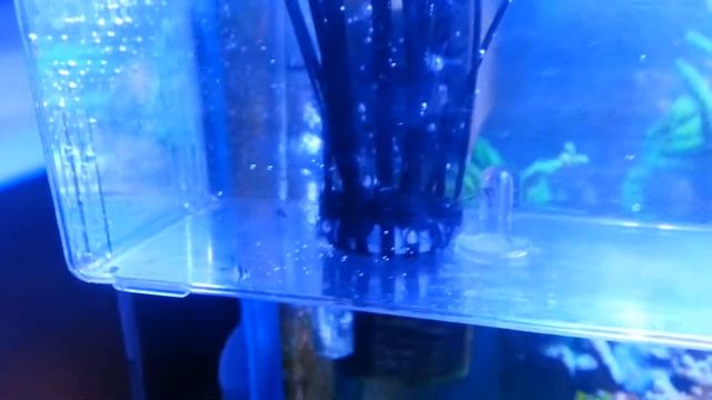 2° puesta nacida kaudernis смотреть онлайн