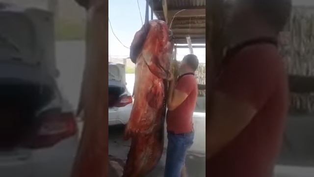 гигантский Сом смотреть онлайн