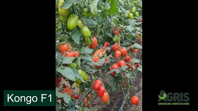 Kongo F1 - Cultura de tomate roz în jud. Galați, loc. Matca, la domnul Stan Costel смотреть онлайн