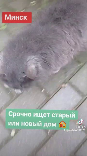 Помощь бездомным животным. Минск #кот #помощьбездомнымживотным #минск смотреть онлайн