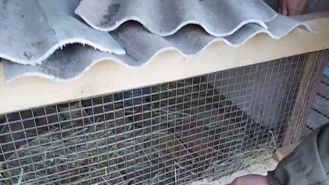 Пополнение в хозяйстве и безумный кролик наносит удар смотреть онлайн
