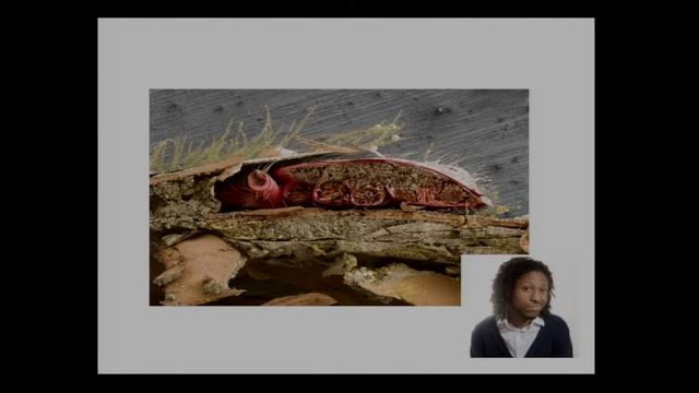 Drivers of Honey Bee Losses, Bay Fruit Meeting 2019 смотреть онлайн