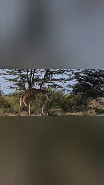 how to mother save 🦒 | lion vs zeraf fight| #viral #wildlife #lion смотреть онлайн