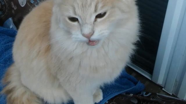 Can Cats Die From Choking On A Hairball? смотреть онлайн