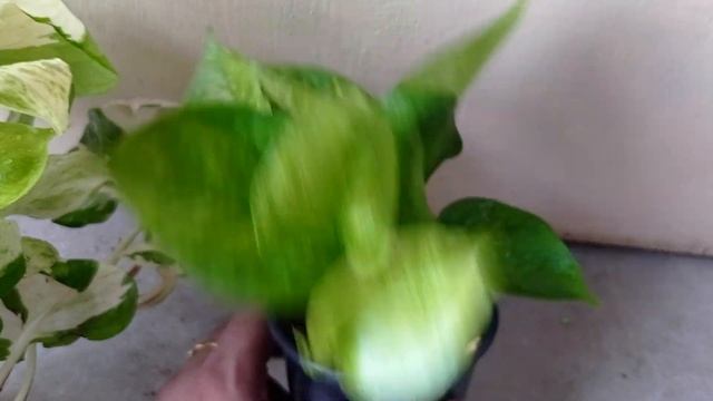 How to maintain verigation in manjula Pothos .. смотреть онлайн