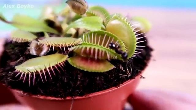 Сможет ли Мухоловка поймать быстрого Муравья смотреть онлайн