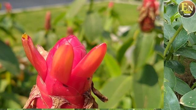 Red Button Ginger | Costus Woodsonii French Dwarf kiss |बागवानी का भारतीय अदरक का Unique अनोखा पौधा смотреть онлайн