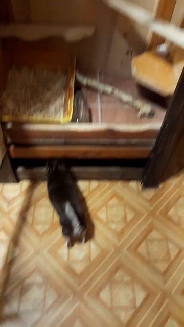 Великолепное семейство в сборе!Чихуахуа Пулька, шотландская кошка Буня и шиншилла Боцман. смотреть онлайн