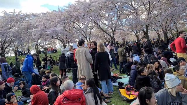 Copenhagen Sakura Festival 2024🇩🇰🌸|Japan|Cherry Blossom|#denmark#copenhagen#sakura#travel#festival смотреть онлайн
