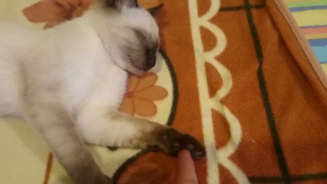 Любовь и взаимопонимание животных смотреть онлайн