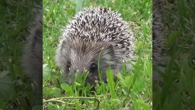 Hedgehog In The Garden 🦔#shorts #hedgehog #cuteanimals #wildlife смотреть онлайн