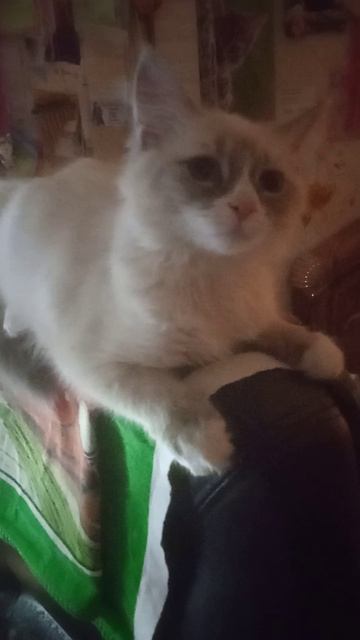 Доброй ночи желает кошечка Ева! Возраст почти 4 месяца! 🌌😺