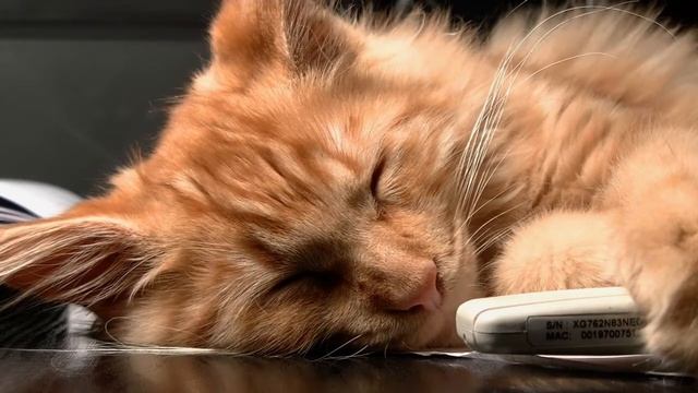 Смешные котики - пушистые животики#2 смотреть онлайн