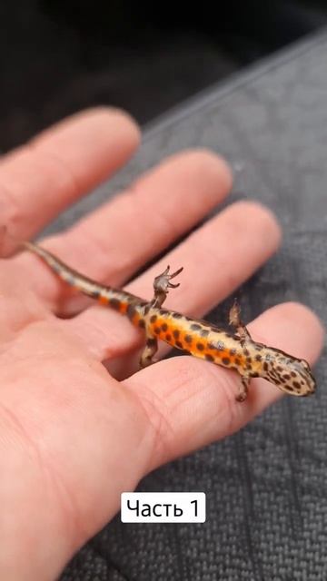 поймал тритона смотреть онлайн