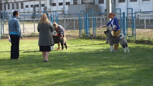 JASMIN american akita IDS CACIB DNEPR 18 09 2016 смотреть онлайн