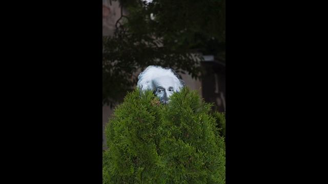 RODODENDRON смотреть онлайн