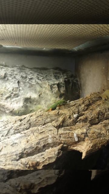 Lygodactylus Williamsi Baby Comiendo Drosophila